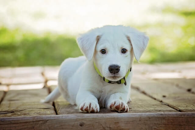 Animal Care