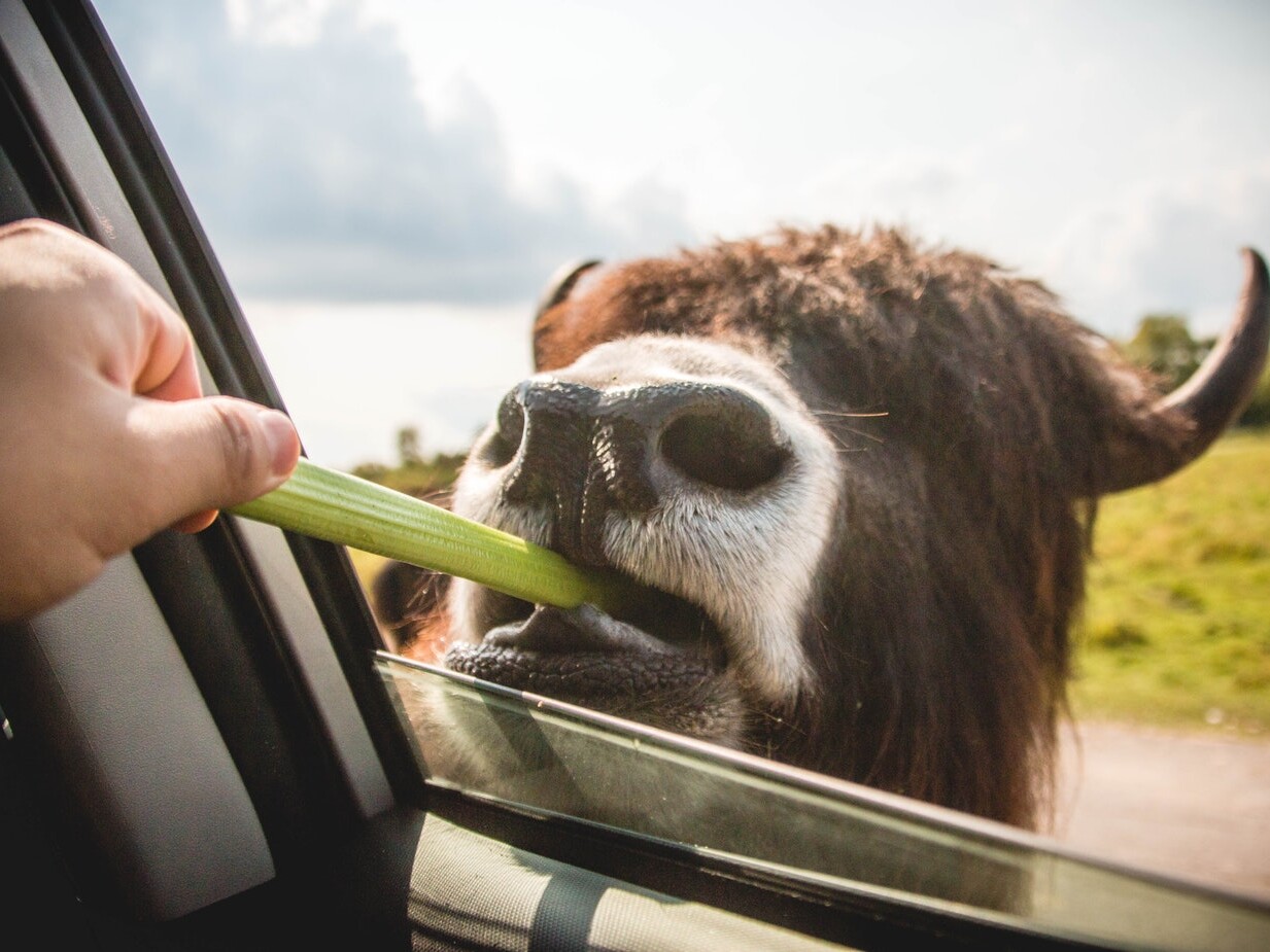driving animals