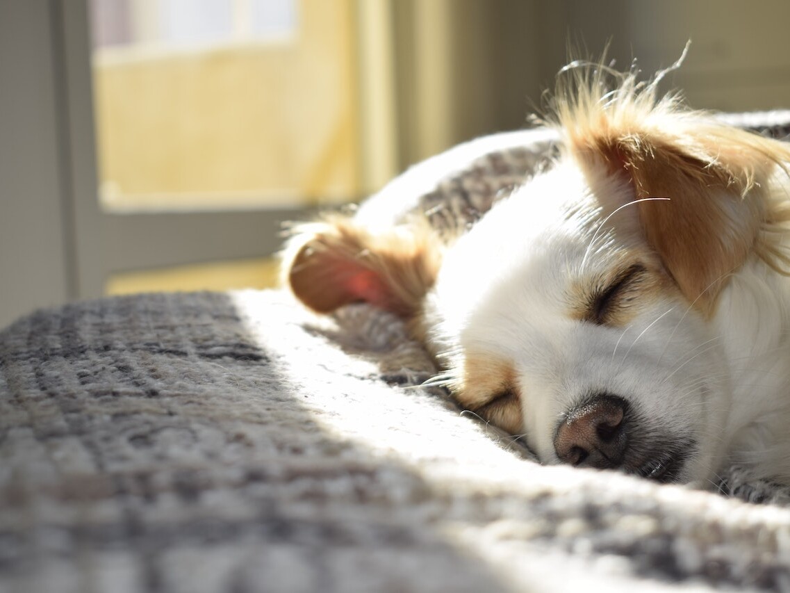 find a dog walker or pet sitter